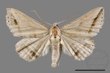 ǦW:Blasticorhinus bifasciata