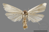 ǦW:Crambidae sp.