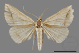 ǦW:Blasticorhinus bifasciata