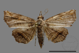 ǦW:Noctuidae sp.