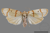 ǦW:Cyana hamata