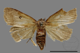 ǦW:Bocula caradrinoides