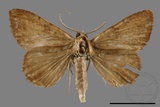 ǦW:Scedopla umbrosa