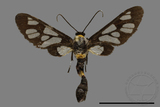 ǦW:Amata edwardsii