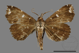 ǦW:Adrapsa simplex