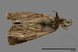 ǦW:Naarda sp.