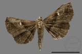 ǦW:Hadennia mysalis