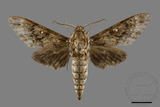 ǦW:Dolbina inexacta