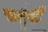 ǦW:Crambidae sp.