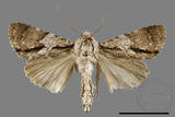 ǦW:Craniophora fasciata