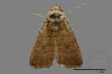 ǦW:Athetis sp.