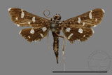 ǦW:Crambidae sp.