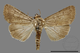 ǦW:Condica sp.