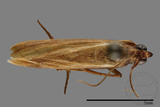 ǦW:Crambidae sp.