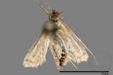 ǦW:Crambidae sp.