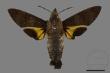 ǦW:Macroglossum corythus luteata