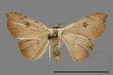 ǦW:Noctuidae sp.