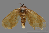 ǦW:Limacodidae sp.