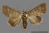 ǦW:Condica sp.