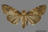 ǦW:Crambidae sp.