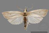 ǦW:Crambidae sp.