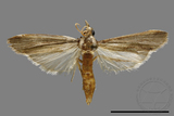 ǦW:Crambidae sp.