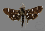 ǦW:Crambidae sp.