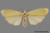 ǦW:Eilema sp.