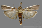 ǦW:Crambidae sp.