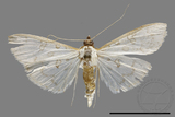 ǦW:Palpita sp.