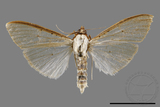 ǦW:Palpita sp.