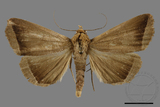 ǦW:Simplicia sp.