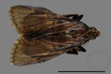 ǦW:Crambidae sp.