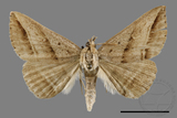 ǦW:Blasticorhinus bifasciata