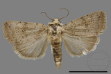 ǦW:Athetis sp.