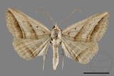 ǦW:Blasticorhinus bifasciata