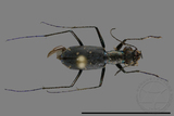 ǦW:Cylindera kaleea angulimaculata