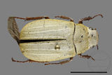 ǦW:Cyphochilus crataceus crataceus