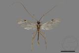 ǦW:Ichneumonidae sp.