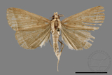 ǦW:Simplicia sp.