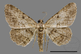 ǦW:Psilalcis breta rantaizana