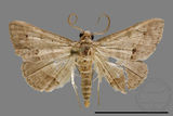 ǦW:Crambidae sp.