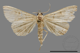 ǦW:Hipoepa biasalis