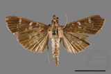 ǦW:Crambidae sp.