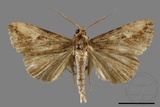 ǦW:Pseudosphetta moorei