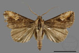 ǦW:Pseudosphetta moorei