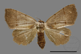 ǦW:Plecoptera sidierogramma