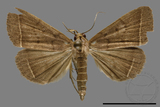 ǦW:Simplicia sp.