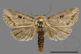 ǦW:Sesamia sp.