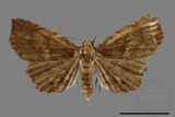 ǦW:Eutrogia morosa